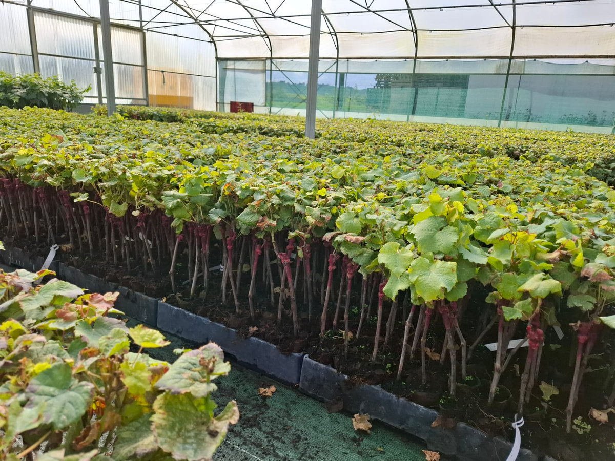 <a href="/AmblevertViti/">Pépinières D. Amblevert</a>
en plein retriage des pots #biodegradables pour #ComplantationAutomne. Tous nos pots sont repris un à un afin de contrôler l'#aoûtement et le système racinaire. Bientôt au tour de nos conteneurs d'un litre...
<a href="/vitipeps/">VITIPEP'S</a>
#EntavInra
<a href="/vignevinfrance/">IFV</a>