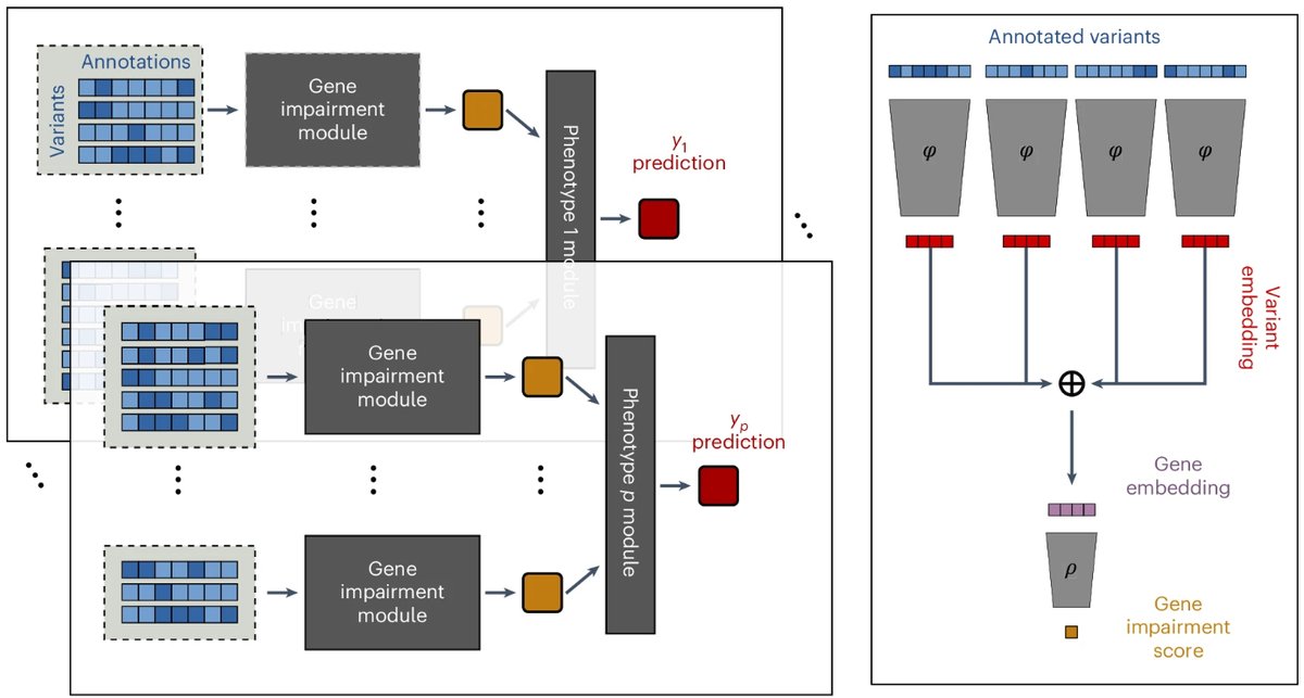 Brian Clarke (@brianfclarke) on Twitter photo 🧵 1/9 Delighted to announce that #DeepRVAT is out today in Nature Genetics! Here's a recap of our tweetorial from the preprint, with updates for some exciting new results. It's been a joy to work with <a href="/Holtkamp_Eva/">Eva Holtkamp</a>, as well as <a href="/gagneurlab/">gagneurlab</a> and <a href="/OliverStegle/">Oliver Stegle</a>. 🧵 1/9 Delighted to announce that #DeepRVAT is out today in Nature Genetics! Here's a recap of our tweetorial from the preprint, with updates for some exciting new results. It's been a joy to work with <a href="/Holtkamp_Eva/">Eva Holtkamp</a>, as well as <a href="/gagneurlab/">gagneurlab</a> and <a href="/OliverStegle/">Oliver Stegle</a>.