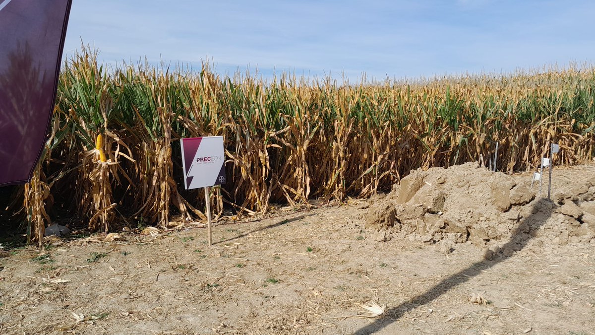 Editorial Agrícola (@edit_agricola) on Twitter photo 📍 Hoy, Revista #Agricultura está en Almudévar (Huesca) en la presentación de #Preceon, de <a href="/Bayer4CropsES/">Bayer Crop Science España</a>, un nuevo sistema de cultivo de #maíz 🌽, que va a permitir al agricultor una mayor eficiencia en la gestión de los recursos y potenciar el rendimiento de las #cosechas 👩🌾 📍 Hoy, Revista #Agricultura está en Almudévar (Huesca) en la presentación de #Preceon, de <a href="/Bayer4CropsES/">Bayer Crop Science España</a>, un nuevo sistema de cultivo de #maíz 🌽, que va a permitir al agricultor una mayor eficiencia en la gestión de los recursos y potenciar el rendimiento de las #cosechas 👩🌾