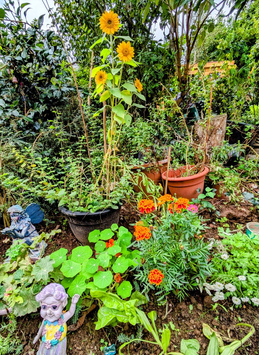 Yesterday it didn't rain - the sun was shining - our new patio bed temporary planting scheme.