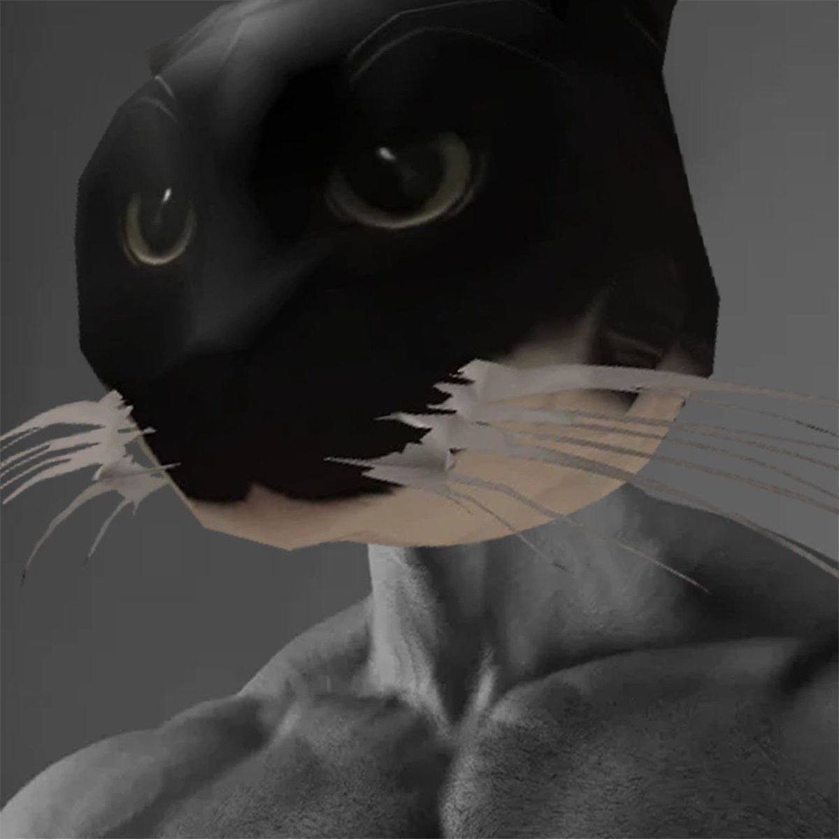 MaxwellCatToken's tweet photo. A community full of chads. https://t.co/Euvn1Grky0