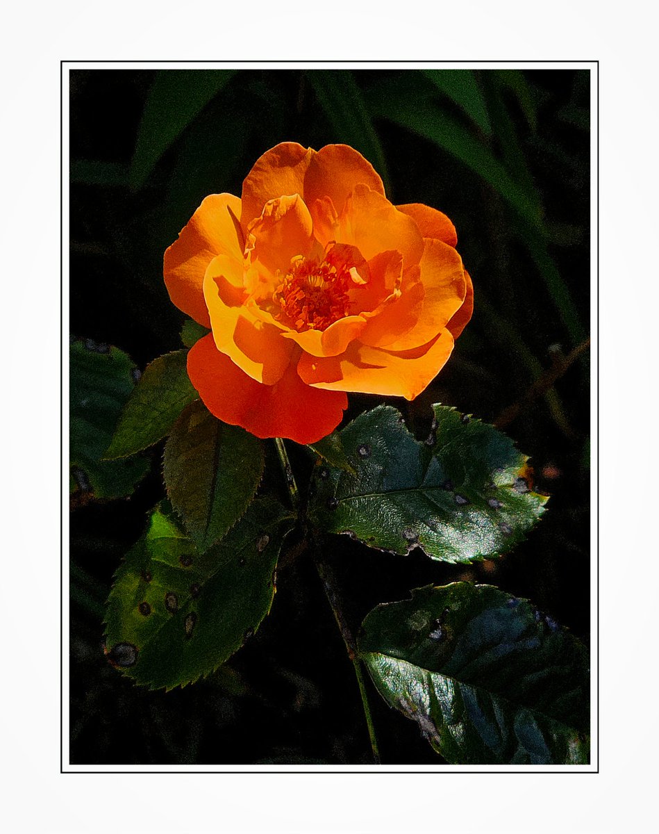 "Like A Beacon In The Dark!"

#RoseWednesday 
#Rose
#GardeningTwitter 
#NaturePhotography