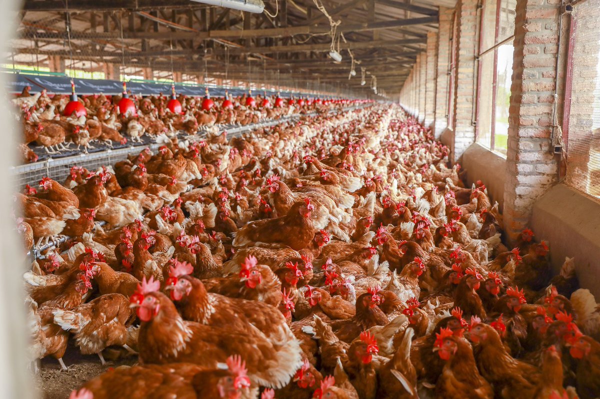 THE TEN (10) MOST TESTED PROVEN WAYS TO MAKE YOUR CHICKEN LAY MORE EGGS.

Do you have chickens and really need more eggs to maximize profit? 

Then, use the following  10 tested ways 👇