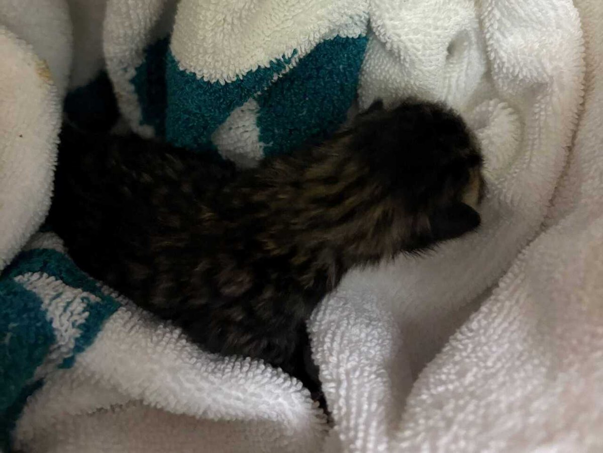 ❤️RESCUE AND PLEDGES NEEDED ❤️ 
Immediate Rescue Needed!!!
This baby is just a few days old. Apparently the mother was someone’s pet and is now deceased. This baby boy needs rescue ASAP! 

Id# 662158

Please Share and Pledge to help cover his vetting exp… ift.tt/E6LfaBd