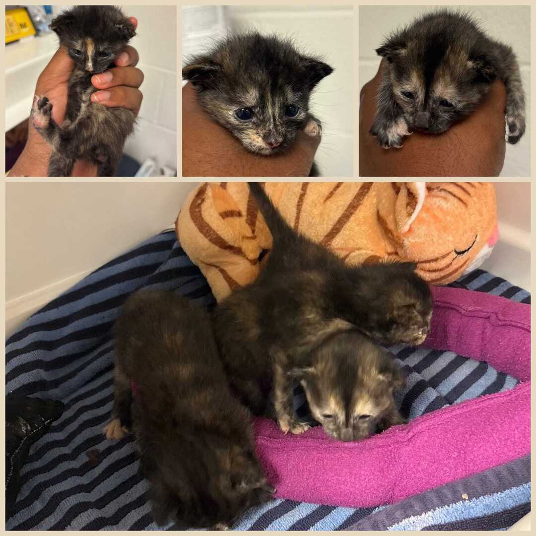 ❤️RESCUE AND PLEDGES NEEDED ❤️ 
Immediate Rescue Needed!!!
These three tortie girls are about 2 or 3 weeks old and need rescue TODAY! They cannot eat on their own and are hungry!

Ids 662136-662138

Please Share and Pledge to help cover their vetting exp… ift.tt/PSxFUk8