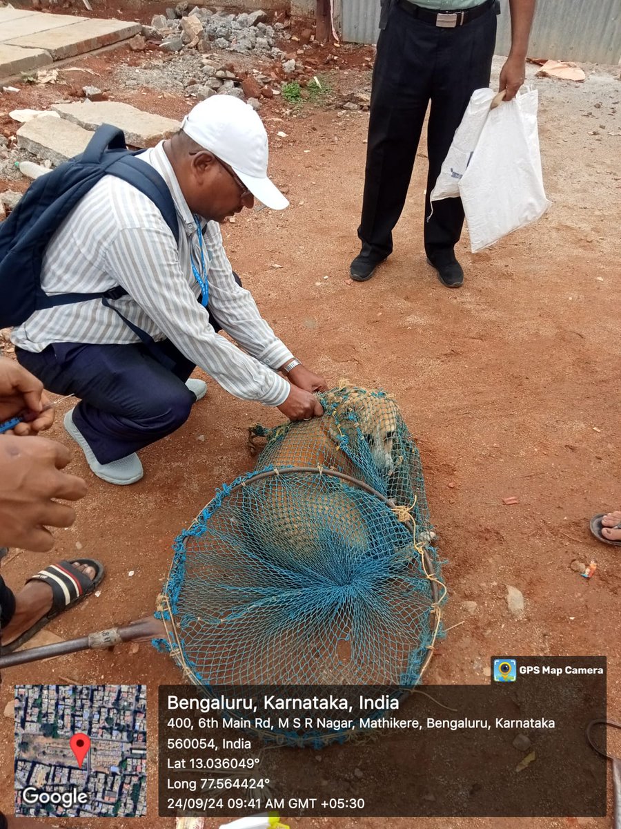 sujayajagadish1's tweet photo. Strongly oppose BBMP's unhygienic microchipping street dogs! Prioritize animal welfare. Bengaluru street dogs deserve better. #JusticeForStreetDogs #BBMPFail
@AwbiBallabhgarh @DKShivakumar @VeterinaryIndia @AHVS_Karnataka @peta @publictvnews @RishiDevarch @AnjaliS375
@ndtvind https://t.co/cOnIOMkMmg
