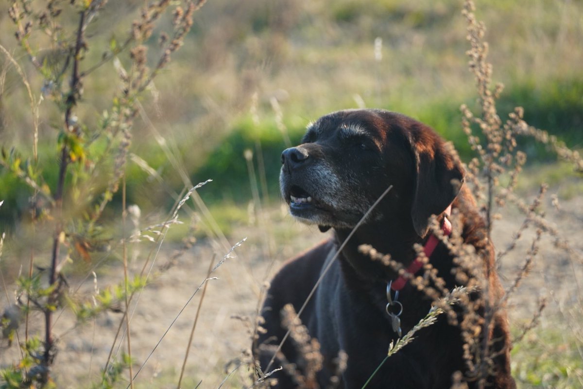 LadyGundog's tweet photo. One of the few perks of getting to 16, is being lifted in and out of the vehicles.  As it’s raining hard this morning, I’ve been out and thought I’d post this photo taken in the last few days in the sunshine. 🐾 https://t.co/Y6zwmxEXSl