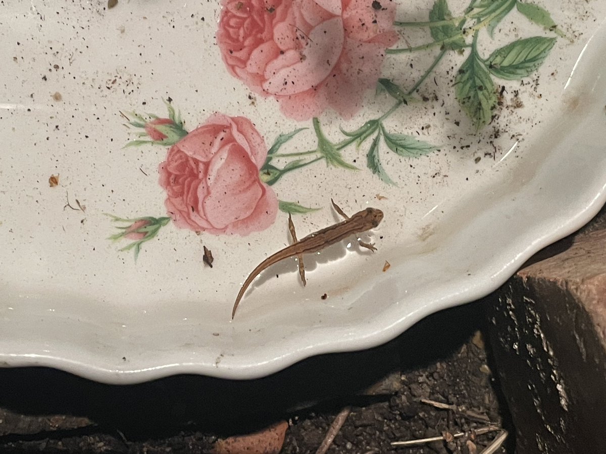Kate (@beachbonkershq) on Twitter photo Last check by the back door last night revealed a baby newt in the #hedgehog water bowl/cat keeper outer! I don’t know who was more surprised - relocated to the pond so they didn’t get accidentally stood on by a hedgehog coming to feed. <a href="/HedgehogCabin/">Hedgehog Cabin</a> thought u might like this x Last check by the back door last night revealed a baby newt in the #hedgehog water bowl/cat keeper outer! I don’t know who was more surprised - relocated to the pond so they didn’t get accidentally stood on by a hedgehog coming to feed. <a href="/HedgehogCabin/">Hedgehog Cabin</a> thought u might like this x