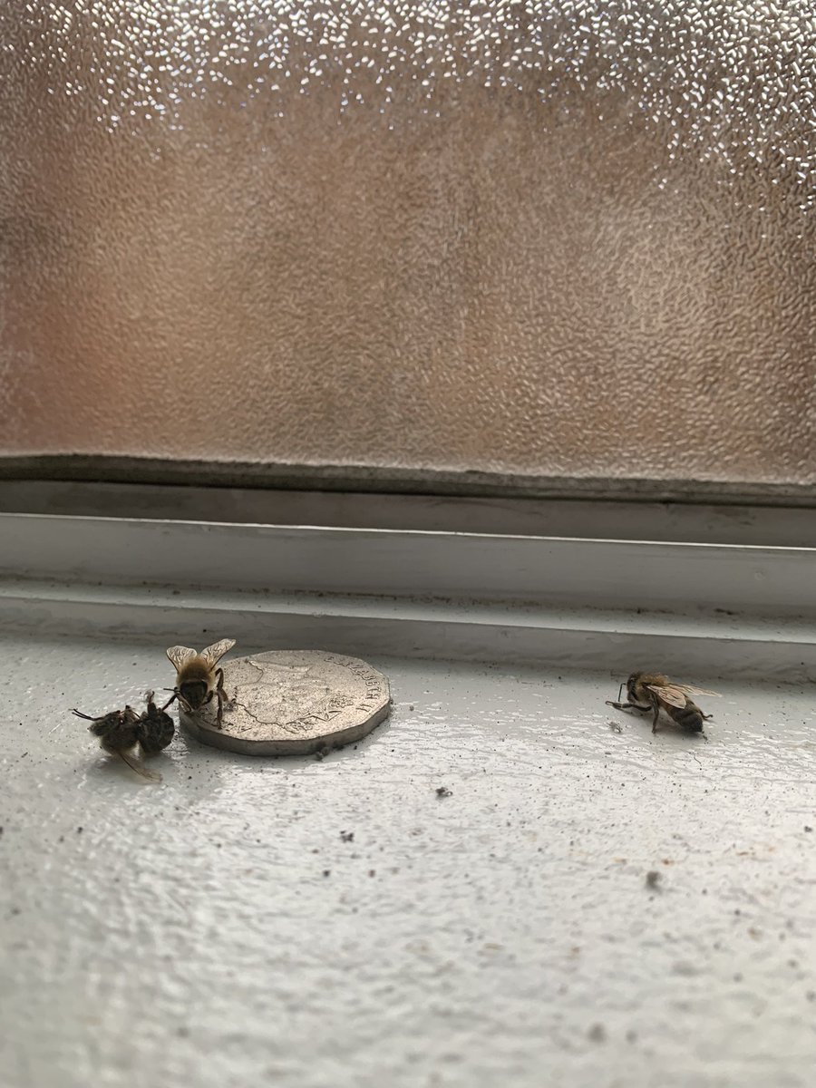 Anyone know anything about bees? Have a weirdly specific issue. Last few days I’ve noticed like TONNES of bees outside the window to my study / bathroom, trying to get in. The ones that do get in seem to die quickly or kinda just walk around ‘drunk’? So confused 🤨