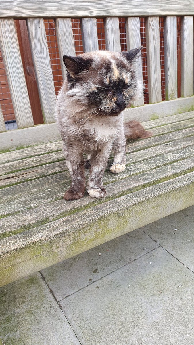 ShropsCatRescue's tweet photo. #WhiskersWednesday ~ Tula has recently had a dematt. Her fur gets very knotted & she doesn't clean it very often so every now & again she has a shave to keep her comfortable. She is looking very relaxed & showing off her whiskers π» #inthecompanyofcats #freeranger #seniorcat #cat https://t.co/q4RIibaRbD