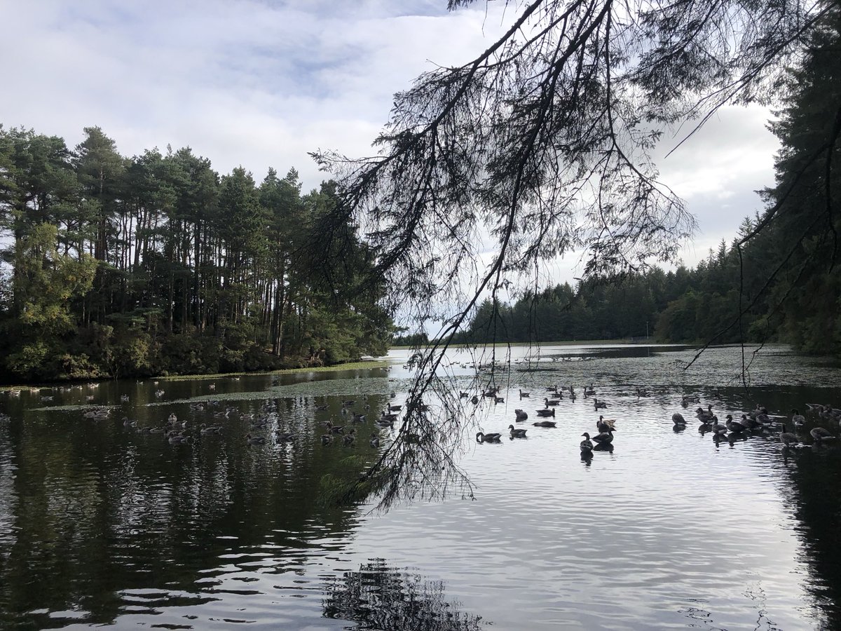 KinlochSusan's tweet image. Beecraigs country park 🌳🏴󠁧󠁢󠁳󠁣󠁴󠁿🐶#damaged #memories