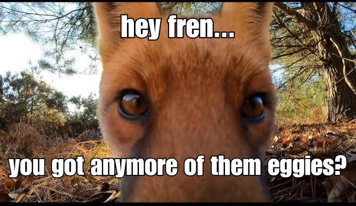 Rotfox.tv on bsky (@therotfox) on Twitter photo scoots up real close like and says scoots up real close like and says