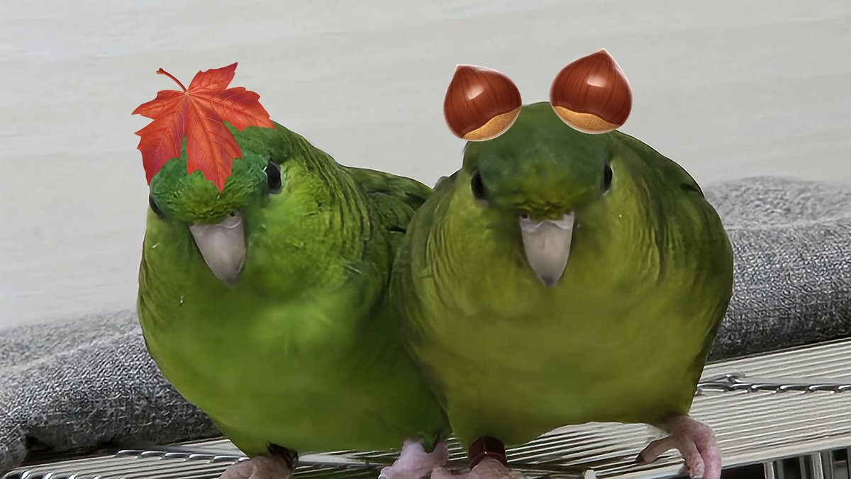 americium178's tweet photo. #鳥のアタマに秋の気配 #サザナミインコ #FlyingBroccoli https://t.co/ARaNFbZ4or