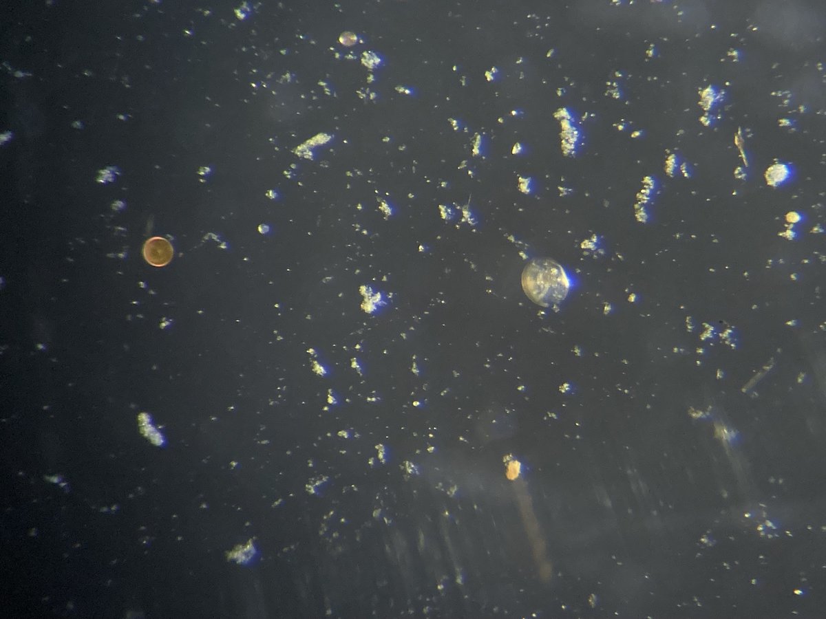 PlymouthMarine's tweet photo. PML marine biologist Dr @SaskiaRuehl is in the North Atlantic as part of the @biocarbon_nerc #JC269 expedition. She's studying "marine snow" (made up of organic detritus) and its role in the #carbon cycle. Thanks to @arianwenherbert for the action shots #marinebiology #expedition https://t.co/7pw6EoJh63
