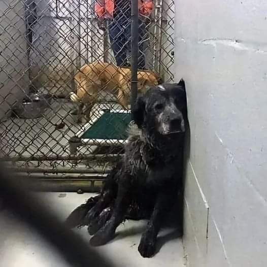 When your dog comes to the pound because you're fed up with him, because he annoys you, prevents you from going on vacation or other excuses...🥺🥺

He sits and waits 😔

He waits a second, a minute, an hour, a day, a month, a year... for you to come and get him... 💔