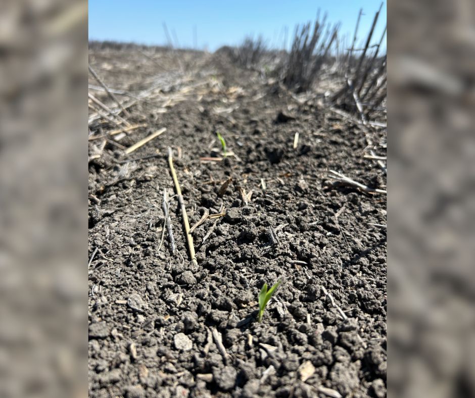 Pioneer Seeds - Australia tweet media