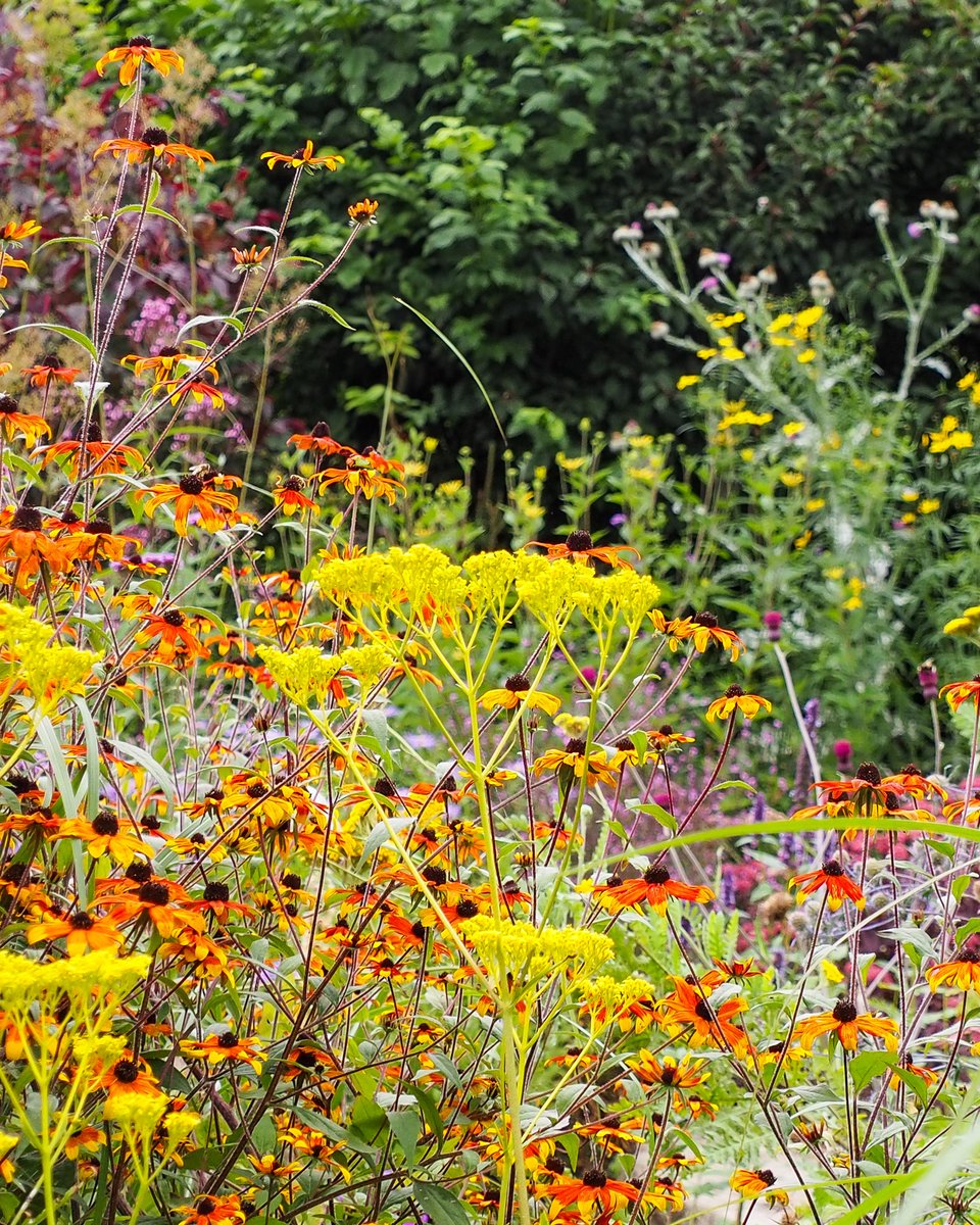 AnnMariePowell's tweet photo. Day 25 #Summerscapes: Rudbeckia 'Prairie Glow' meets acid-yellow Patrinia, proving yellow's power in late summer gardens. Lots of people shy away from yellow, but doesn't it add the perfect zing?
What's your take on yellow in the garden?
#GardenDesign #PerennialMeadow https://t.co/RT7XB9nL5f