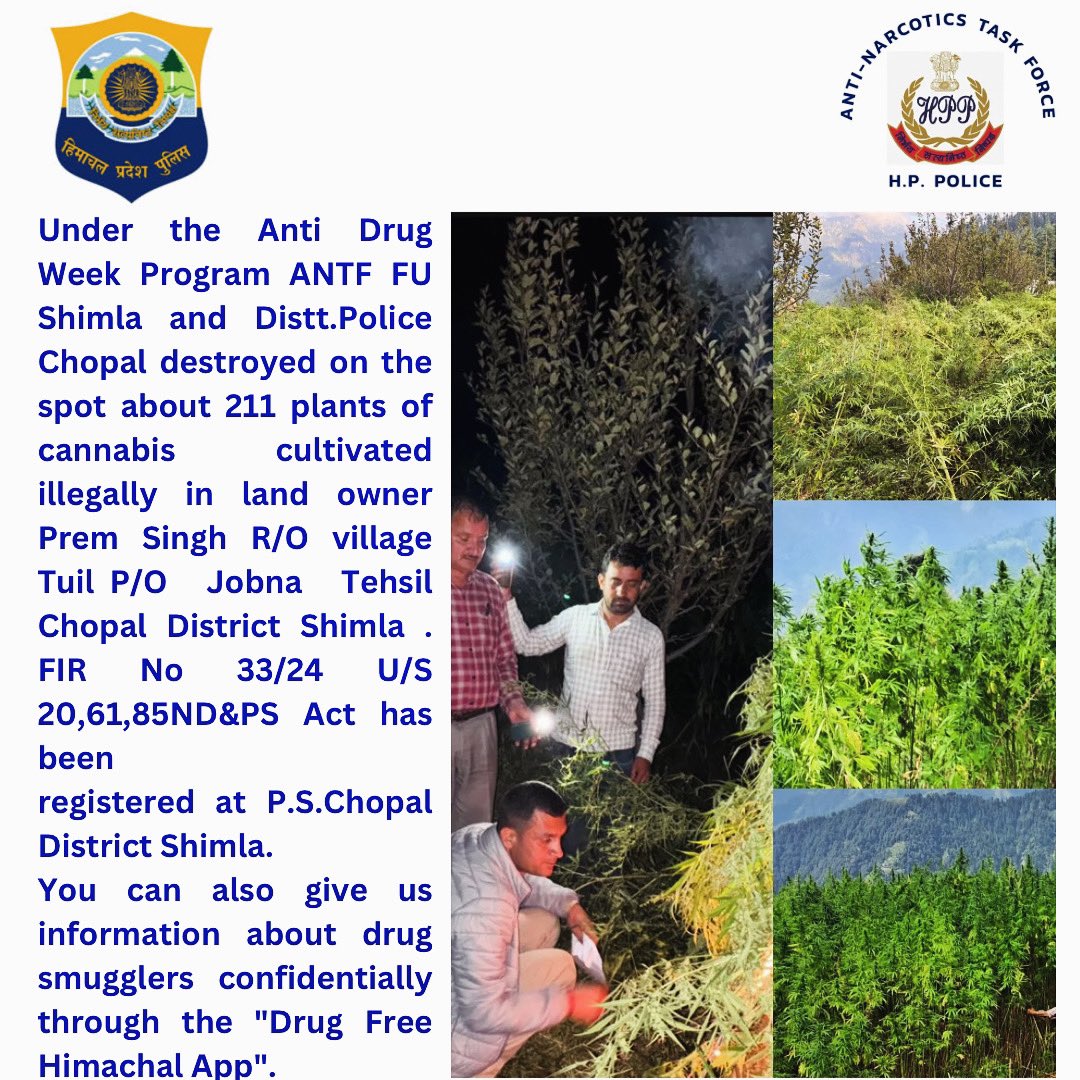 antf_hp's tweet photo. Under the Anti Drug Week Program ANTF FU Shimla and Distt.Police Chopal destroyed on the spot about 211 plants of cannabis cultivated illegally
You can also give us information about drug smugglers confidentially through the "Drug Free Himachal App". https://t.co/YeLdwgDhOw