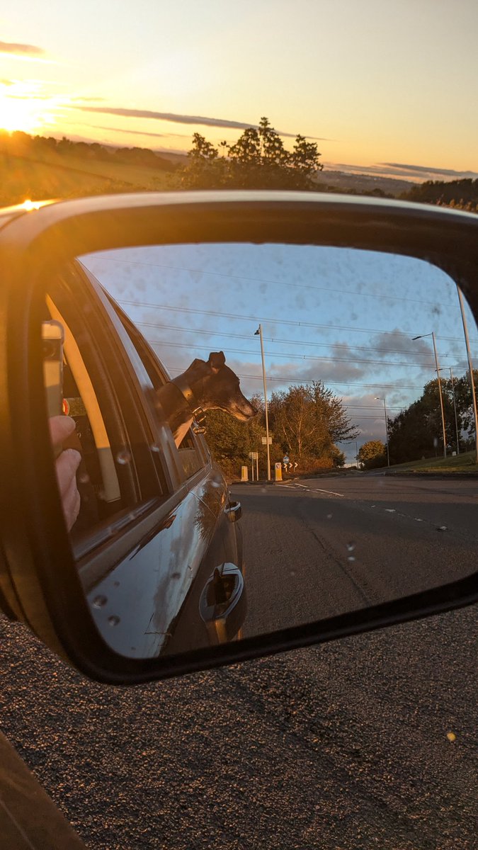 Let me out here, I've just seen a massive squirrel!