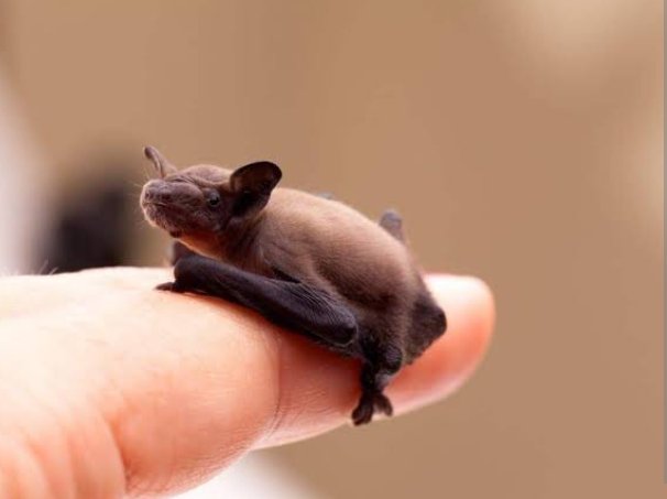 SunfactsTv's tweet photo. Did you know the world's smallest mammal is the bumblebee bat of Thailand? https://t.co/rihooMb6yG