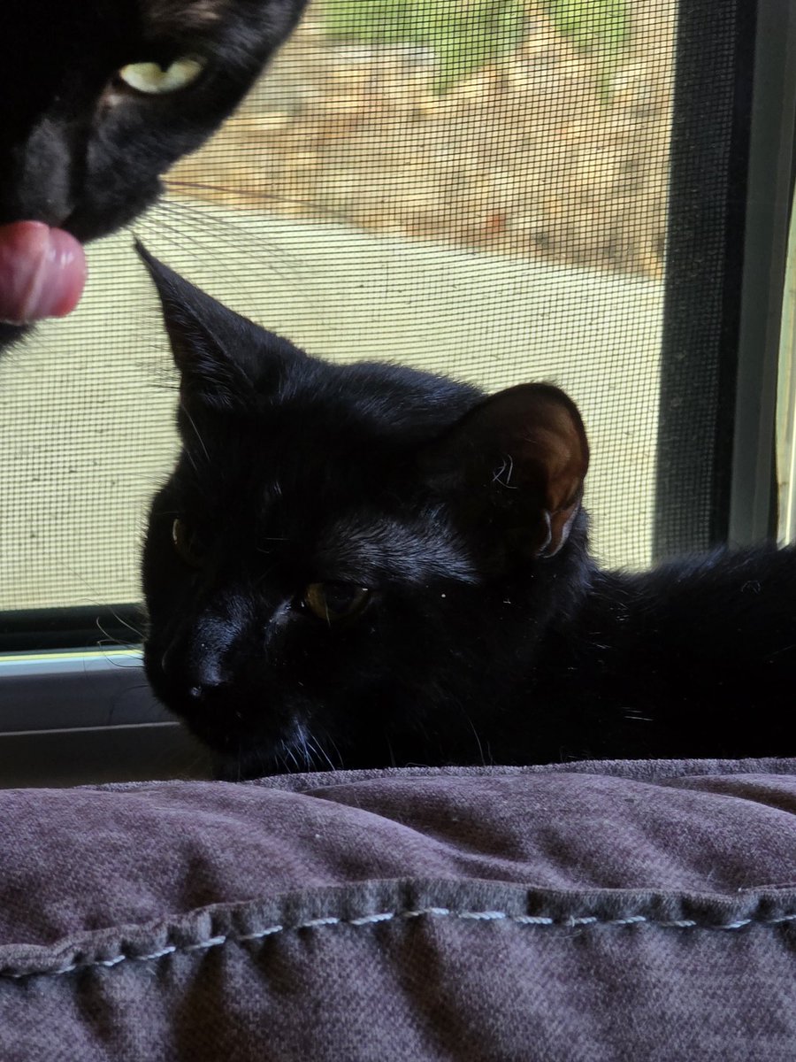 AzaCap | Vtuber tweet media