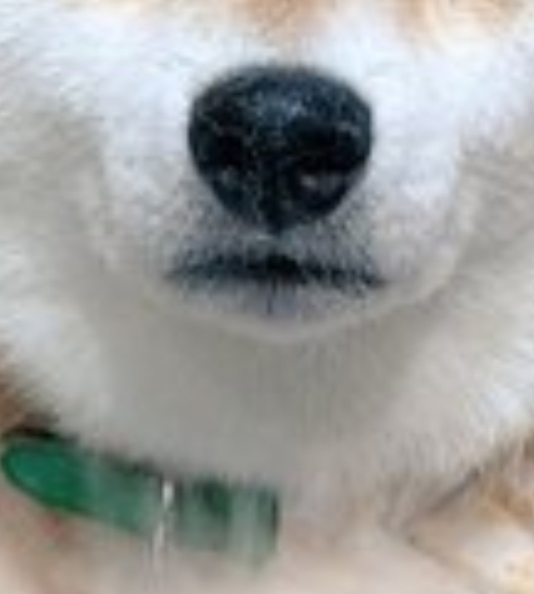 ちぎりぱんまん tweet media