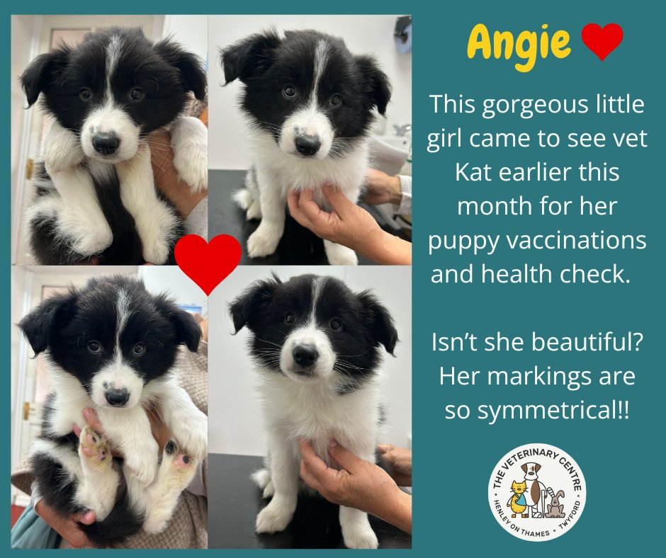 henleyvets's tweet photo. π’ CUTE PUPPY ALERT!
Meet Angie π.
#puppy #bordercollie #henleyonthames #twyfordberkshire
#independentvets #localvets https://t.co/AzgrFlshco