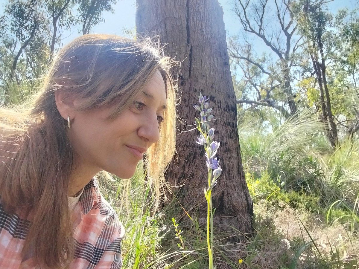 DanielaSkakka's tweet image. In the middle of fieldwork down under ! Thelymitra macrophylla #orchids #ozflora #nativeflora #pollinators #biodiversity #plants #Australia #nature #NatureBeauty #naturephoto