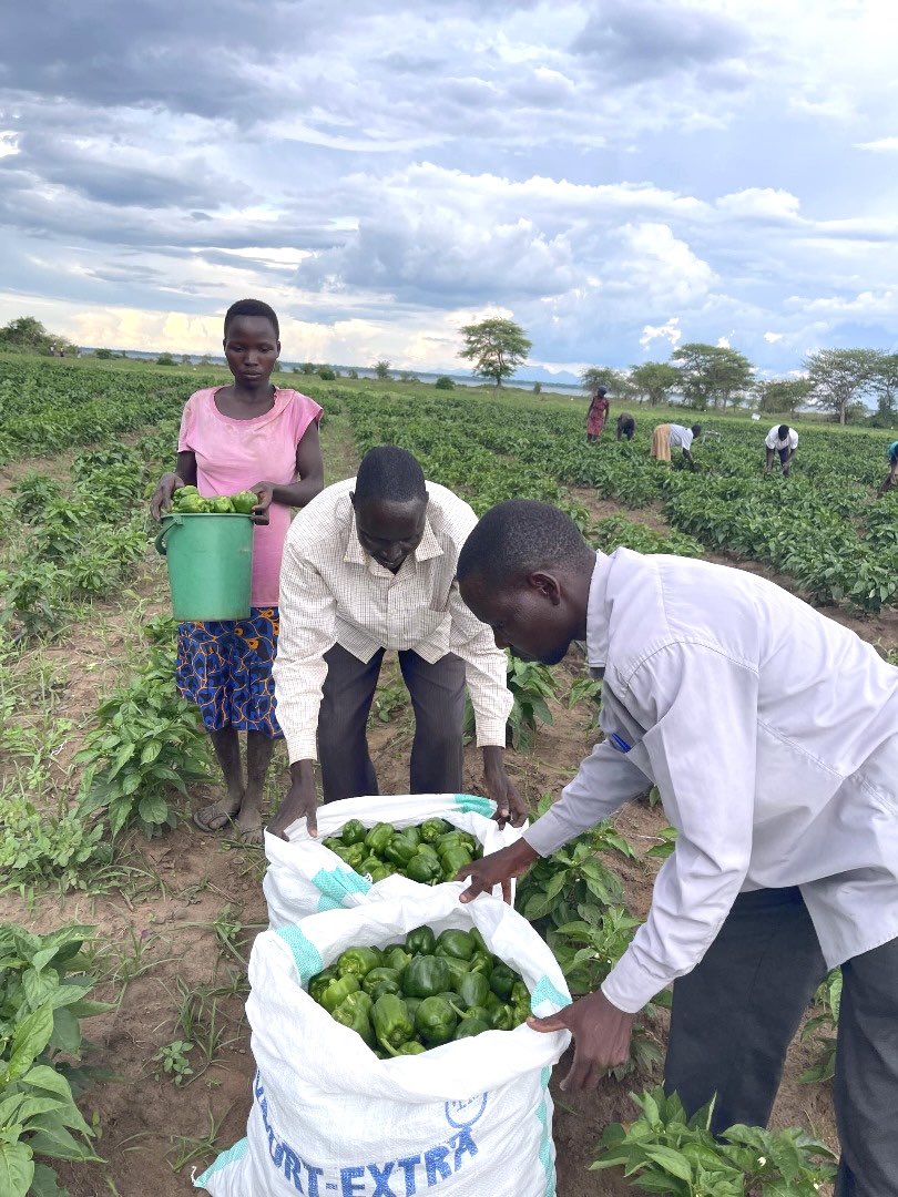 min_waterUg's tweet photo. #MWEworks: The Agule Solar Powered Irrigation Scheme in Toroma Sub-County, Katakwi District implemented by @min_waterUg through Water for Production Regional Centre - East was funded by @UKEF and @GovUganda. https://t.co/Xd6CUVyWph