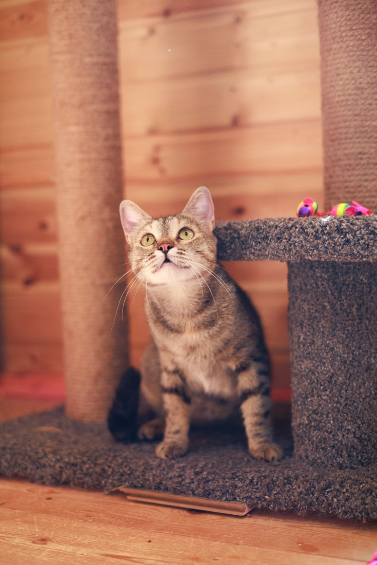 zverikivdar's tweet photo. #Москва
🍁 Ласковая кошечка Мелисса ищет дом. 🏡 🐈
Мелиссе 2 года, стерилизована, привита. Кушает как сухой, так и влажный корм. Знает лоток на 5+. Полностью проверена, вылечена и абсолютно здорова. https://t.co/xbDSlu1BEH