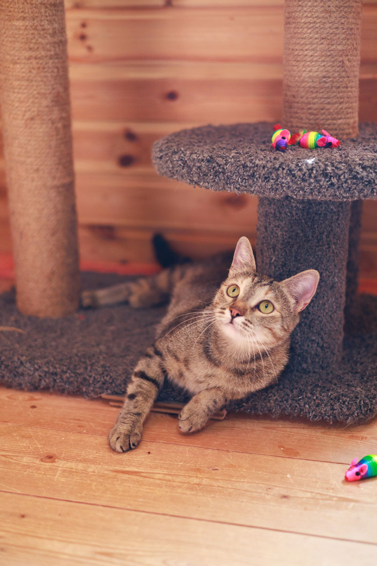 zverikivdar's tweet photo. #Москва
🍁 Ласковая кошечка Мелисса ищет дом. 🏡 🐈
Мелиссе 2 года, стерилизована, привита. Кушает как сухой, так и влажный корм. Знает лоток на 5+. Полностью проверена, вылечена и абсолютно здорова. https://t.co/xbDSlu1BEH