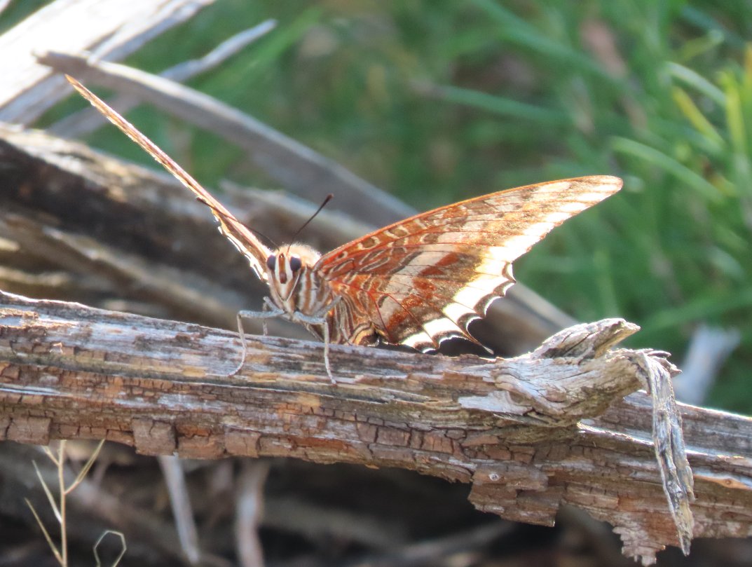 wavesfromfrance's tweet photo. It's only a Two-Tailed Pasha! 😍
#Butterfies #wavingfromspain https://t.co/EogDNt0gj0