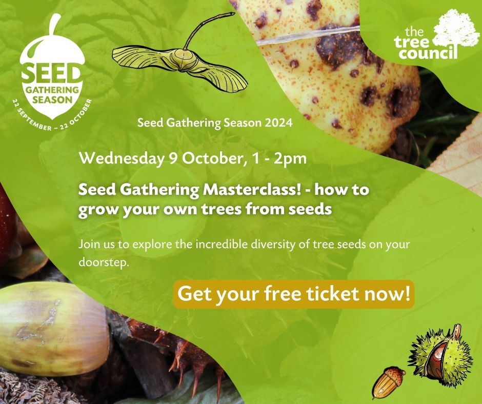 TheTreeCouncil's tweet photo. 🌳 Free online talk! 🌳

This #SeedGatheringSeason we have a number of online talks available! 

Want to learn how to gather seeds to plant? On Wednesday 9 October, join Jon Stokes, The Tree Council's Director of Trees, Science and Research to explore the incredible diversity of tree seeds on your doorstep. 

Get your tickets here: https://t.co/XZL8Abk1X7