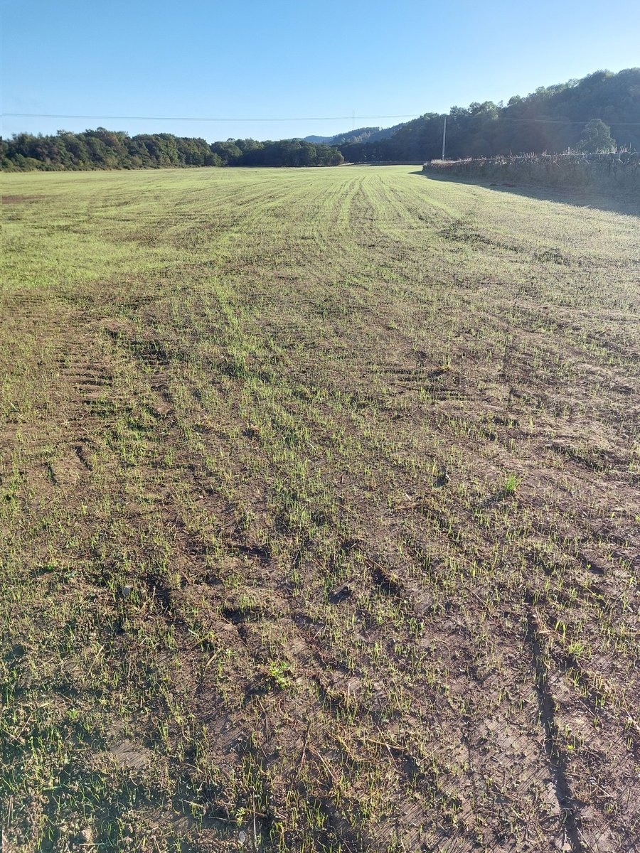 Great take of <a href="/WatsonSeeds/">Watson Seeds</a> Organic Fyvie.  14 days since sowing 😃💪👍 <a href="/scot_stu/">Stuart Henry</a> <a href="/SoilAssocScot/">Soil Association Scotland</a> <a href="/NFFNUK/">Nature Friendly Farming Network</a>