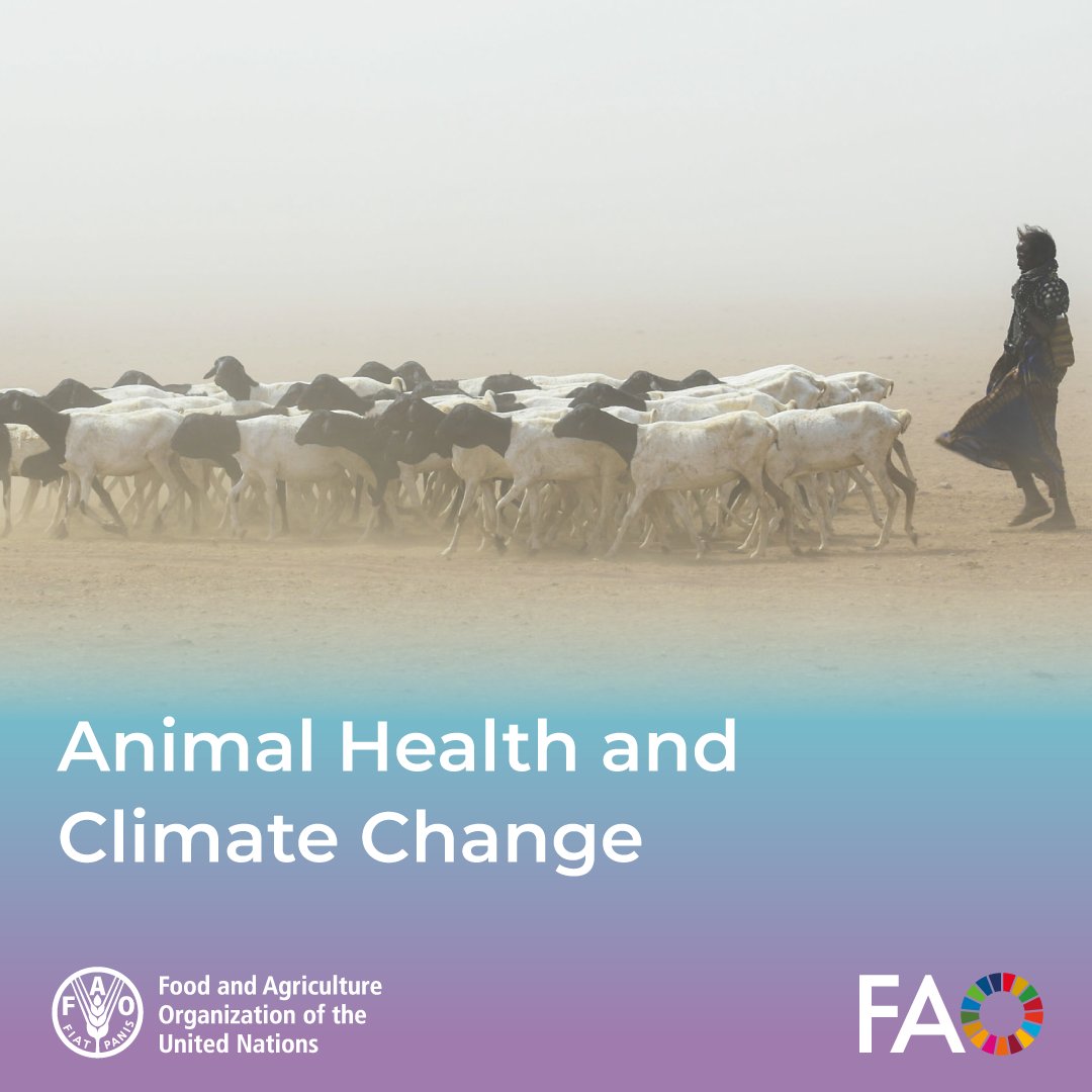🍃In a changing climate, livestock support the livelihoods of millions.  

Healthy animals reduce disease risks and support resilient food systems. 

Learn more👉 shorturl.at/Zv02y 

#RCVI2024