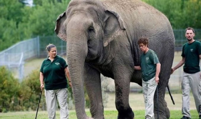 LatinoAgenda1's tweet photo. @Cosmicbrigade @CAZA_AZAC @edmontonjournal @edmonton_anne @CityofEdmonton @ctvedmonton @JustinTrudeau @EdmontonClerk @EdmontonChamber @TravelAlberta @AB_Enviro #SetLucyFree
#EndZoocarceration
It is inhumane to keep a herd animal in solitary Confinement. #Lucy has earned the right to retire with others of her species.
Her exploitation must end.
@CAZA_AZAC https://t.co/g2o4uwv7Ma