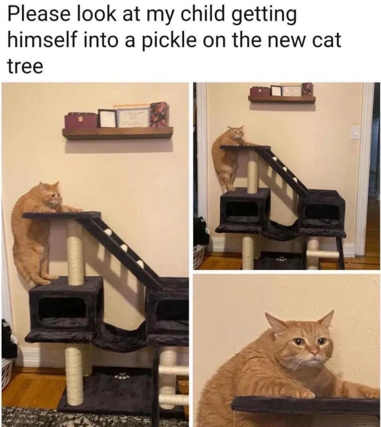 WholesomeMeme's tweet photo. https://t.co/m7tMPuXdhk