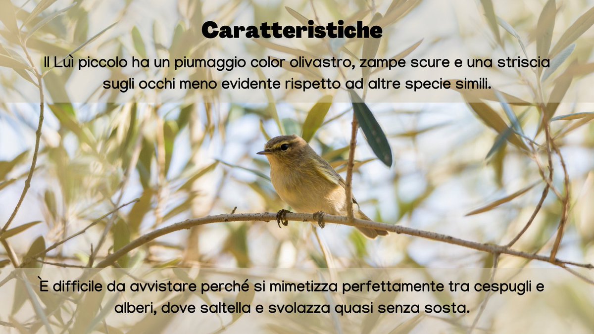 urbio_project's tweet photo. Piccolo passeriforme migratore, il luì piccolo si riconosce per il suo caratteristico canto 🎶🏡

Vuoi aiutarci a monitorare gli animali della tua città? Diventa #volontario! https://t.co/fnmgVvwvp4

#biodiversity #citizenscience #luipiccolo #Phylloscopuscollybita #birdwatching https://t.co/VzeSJAwnM2