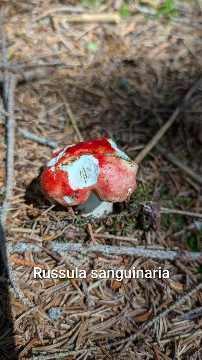athena_pinecone's tweet photo. Some mushrooms from recent walks.
Guepinia helvelloides, Laccaria spp., Cortinarius violaceus, Russula sanguinaria. https://t.co/UxuhYgJTp8