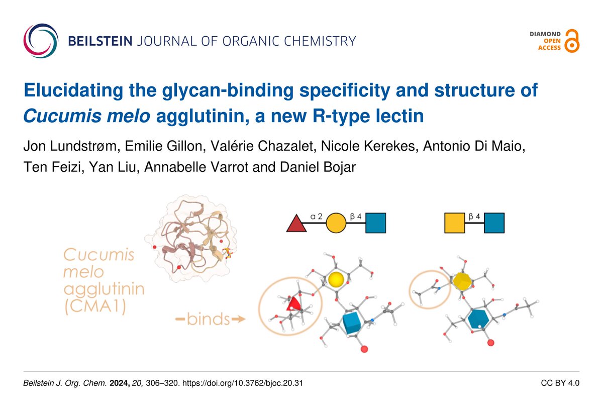 Daniel Bojar and co-researchers report the discovery and characterization of Cucumis melo agglutinin (CMA1), a new R-type #lectin from melon 🍈🍉.
🔗 beilstein-journals.org/bjoc/articles/…

#carbohydrate #GlycanArray #PlantLectin #BJOC 💎🔓 <a href="/daniel_bojar/">Daniel Bojar</a> <a href="/jonlundstrm/">Jon Lundstrøm</a>