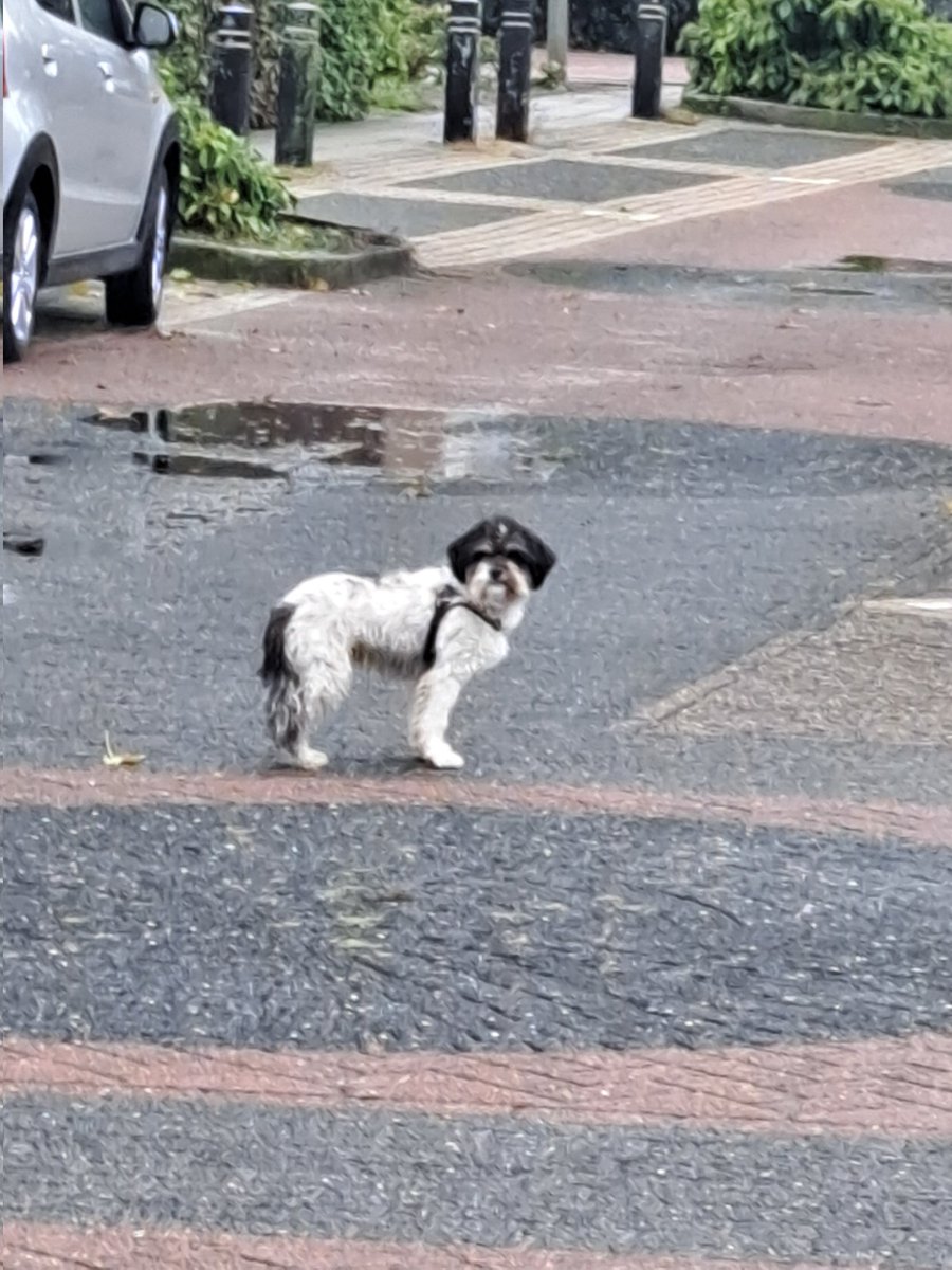 HansVerdouw's tweet photo. Wie is deze hond kwijt? Loopt in de omgeving van de Zwaluwstraat  in Hattemerbroek.  #hond #weggelopen #zwaluwstraat #Hattemerbroek 

Graag delen. https://t.co/pUGcSS3VpH