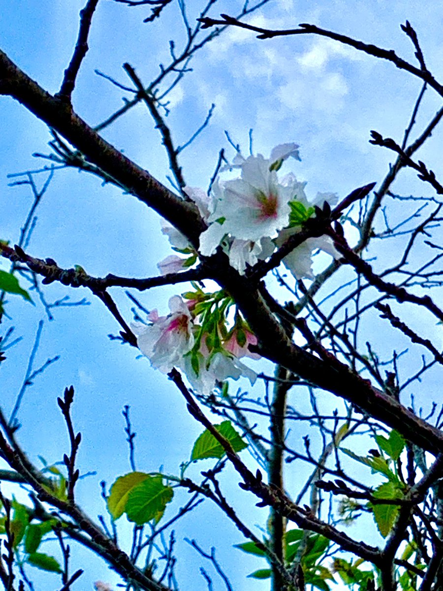 tsucky1972's tweet photo. ん？桜？😅
かなりのせっかちさん？
それとものんびりやさん？
もしくは僕の休みボケ？笑
ま、きれいだからいっか😊 https://t.co/k1UitpQhoX
