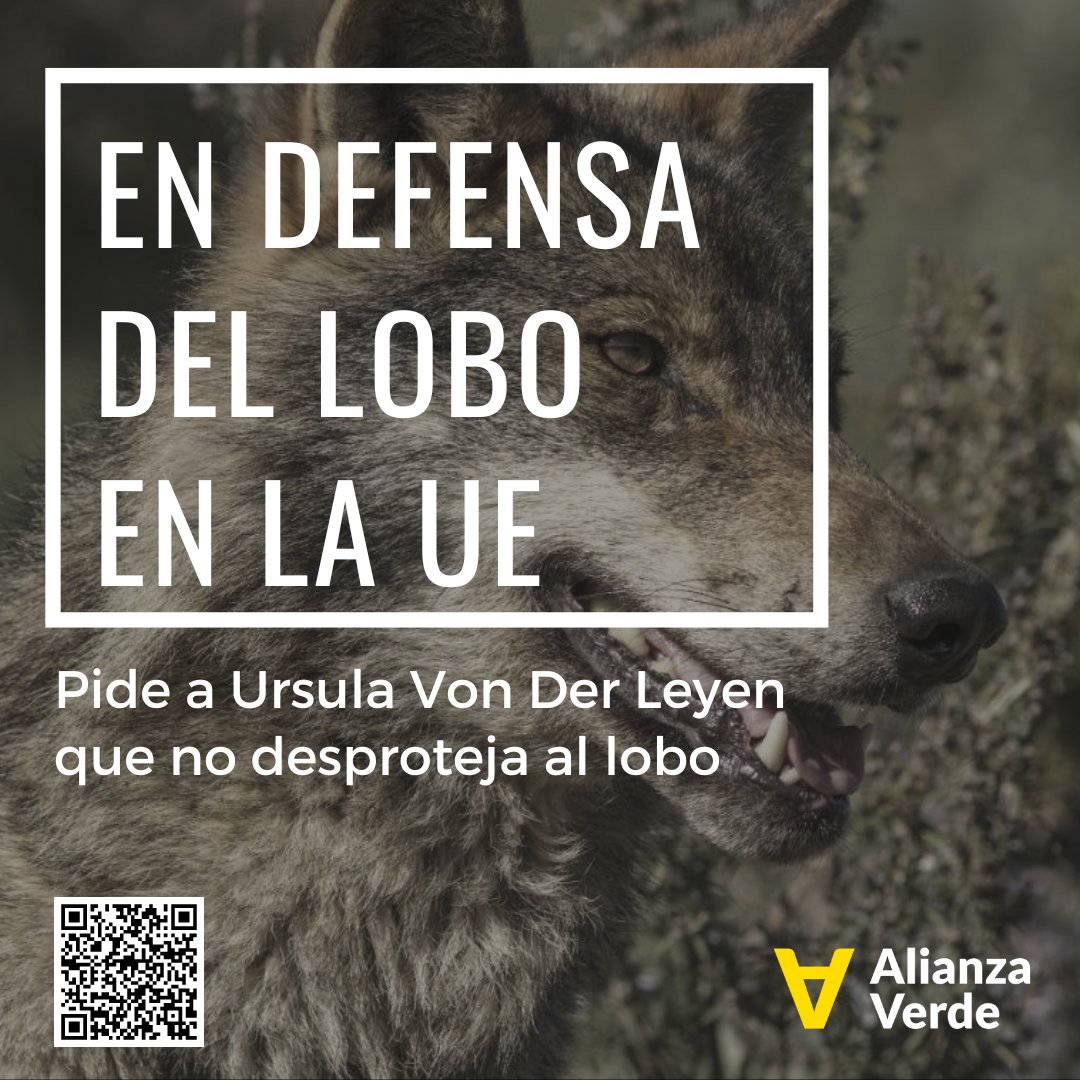 Von Der Leyen ha puesto en el centro de la diana al lobo, una vez más, y Europa puede dar un enorme y vergonzante paso atrás en materia de conservación de la biodiversidad. 

Aquí, y en toda🇪🇺 #LoboProtegido 🐺
alianzaverde.es/noticias/alian…

Firma por el lobo👇
alianzaverde.es/petitions/alza…