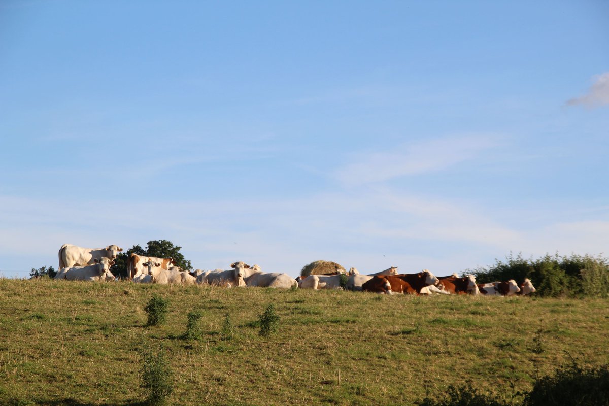 Reportage à lire dans La Topette : À Denée, le monde agricole partagé entre deux visions.
Cétait un petit exploit. À Denée, au sud d’Angers, 4 aspirants agriculteurs ont réussi  à lever pas moins de 685000€ auprès de particuliers en quelques semaines afin de racheter une ferme⬇️