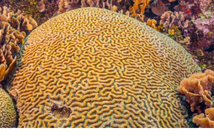 DrSteinberg's tweet photo. Tell me if I invented a new word describing certain tubulovillous adenoma (TVA)  architecture.

"Coraliform"   

@corey_phd  @LizMontgomeryMD @Vik_deshpandeMD https://t.co/94xvBlSUJd