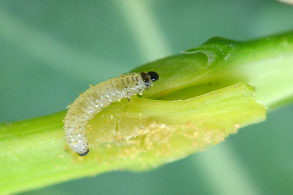 [COLZA ROBUSTE]

MINECTO GOLD (s.a. cyantraniliprole) vient de recevoir une autorisation de mise sur le marché à titre de dérogation 120 jours (art53 – REG 1107/2009) du 25 septembre au 31 décembre 2024. 

terresinovia.fr/-/autorisation…