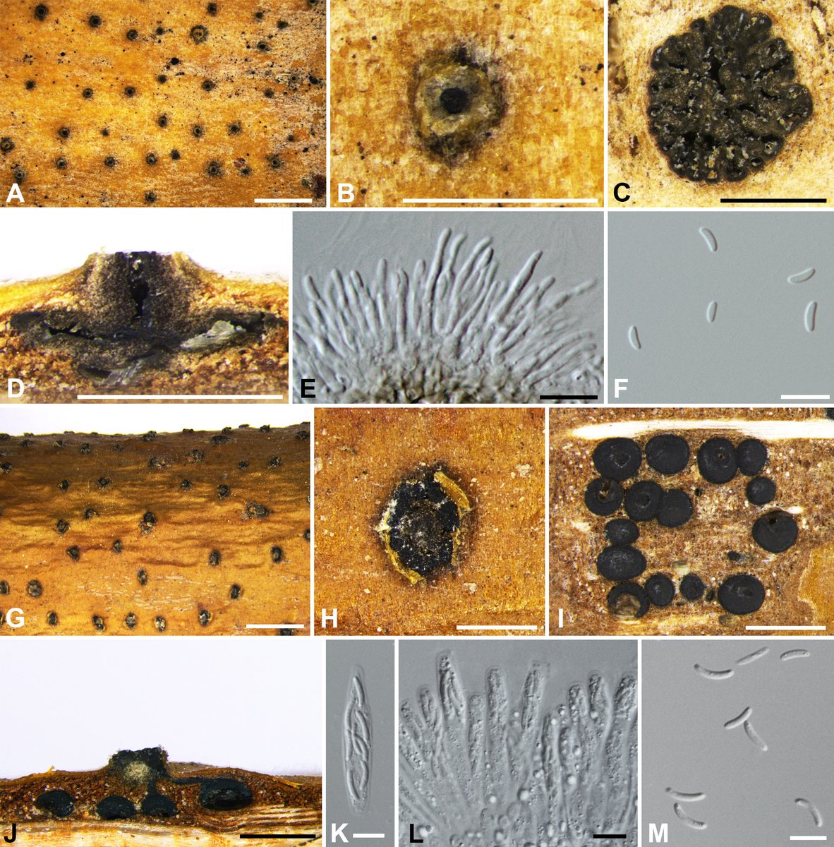 Westerdijk Institute tweet media