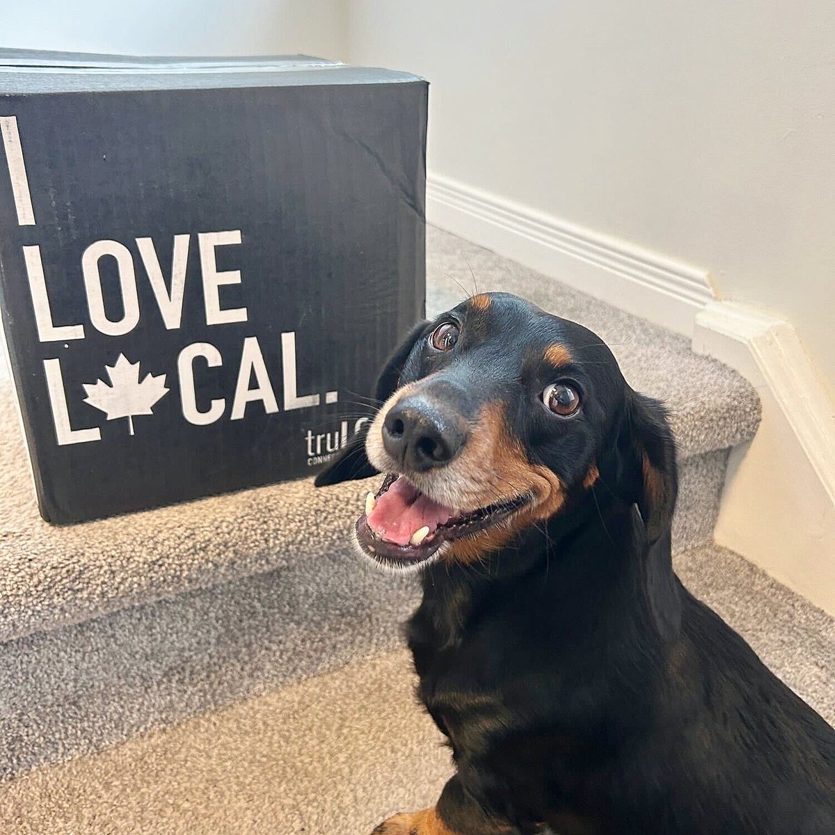 “That’s weird, I thought I ordered bacon in our last order….” 🤔 

The dog: 🐶😌🤗🥓🙃