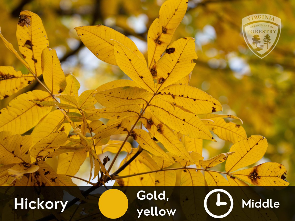 Impress your friends with your fall foliage ID skills! 🍁☝️🤓 The best part of leaf-peeping is soaking in the wide color spectrum made possible by the diversity of our forests. Here's some common Virginia trees and their fall colors so you know what you're looking at this season.