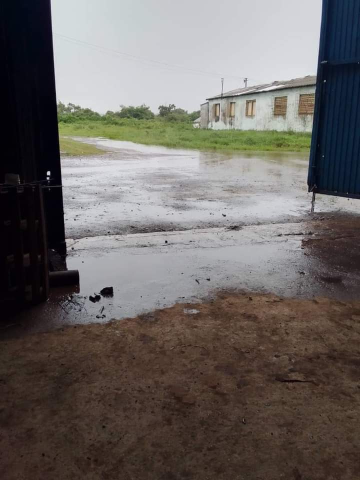 JoelHer55728877's tweet image. En los almacenes de la UEB Industrial La Francia se resguarda el arroz de semilla para asegurar la campaña venidera por las intensas lluvias ocasionadas de la tormenta tropical #Hellen #PreparadosYAlertas #PinarDelRío